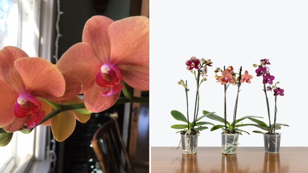 Phalaenopsis Orchid Growing Tips: How to Keep Your Moth Orchids Blooming Year-Round