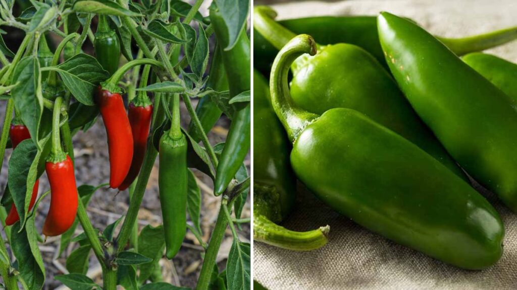 Grow Loads of Jalapeños at Home: Your Complete Seed-to-Harvest Guide