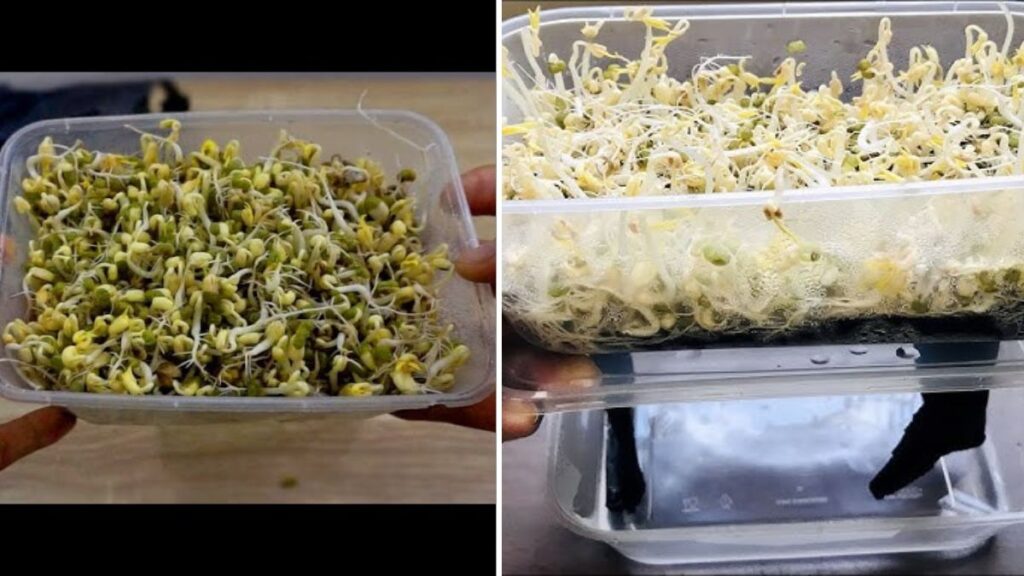 Grow Bean Sprouts at Home Easily: Auto-Watering System, Harvest Tips, and Delicious Recipes