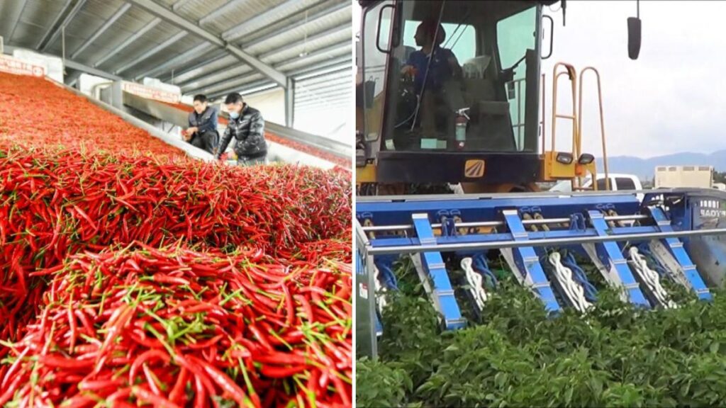 From Farm to Factory: How Machines Revolutionize Green Chili Harvesting and Processing