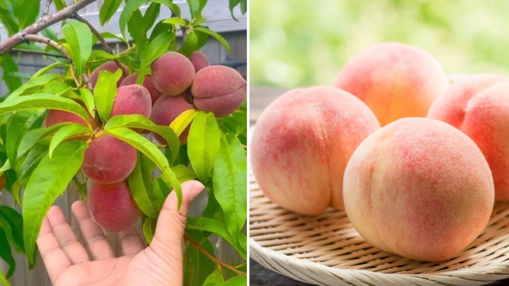 The Secret Behind Japan’s World-Renowned Expensive Peaches: Advanced Cultivation Techniques and Agricultural Innovation