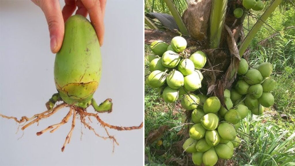 From Seedling to Harvest: The Complete Journey of a Coconut Tree in 3.5 Years