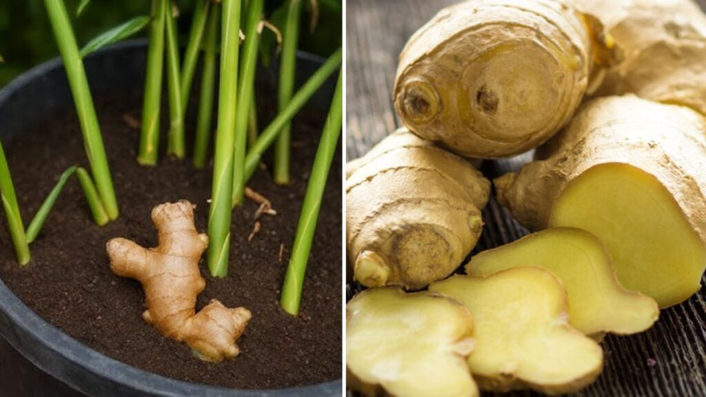 Ginger Masterclass: How to Plant Once and Enjoy a Lifetime of Harvests