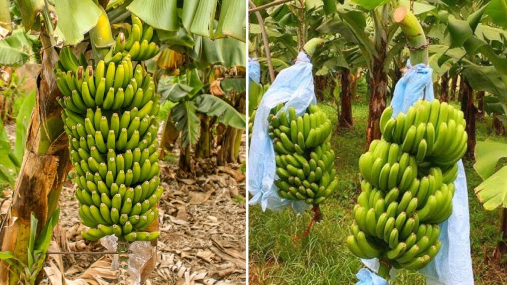 Transporting Tons of Bananas Efficiently: Modern Agricultural Techniques and Technology in Banana Farming