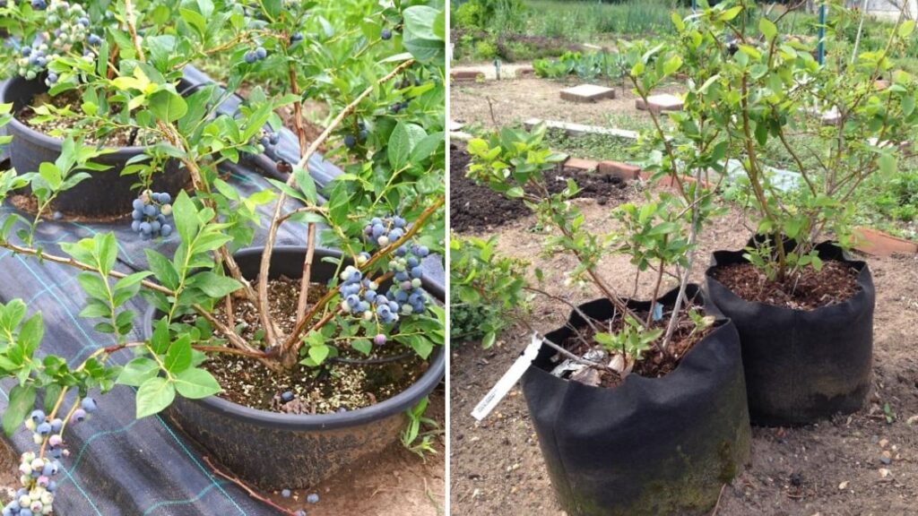 Grow Your Own Blueberries in Containers: Proven Tricks for Bigger Harvests