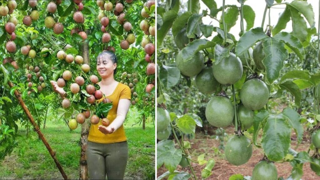 From Harvest to Market: How to Sell Passion Fruits for Maximum Profit