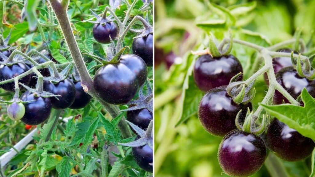 12 Most Surprising, Unique, and Delicious Tomato Varieties You Must Try