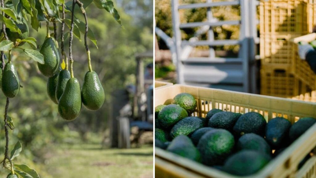 From Orchard to Market: How Millions of Tons of Avocados Are Harvested and Processed Using Cutting-Edge Agricultural Technology