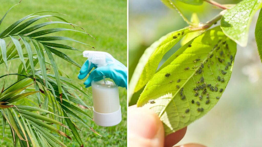 The Ultimate Organic Neem Pesticide: A Powerful, Fast-Acting Solution for Aphids, Caterpillars & Whiteflies