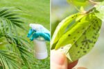 The Ultimate Organic Neem Pesticide: A Powerful, Fast-Acting Solution for Aphids, Caterpillars & Whiteflies