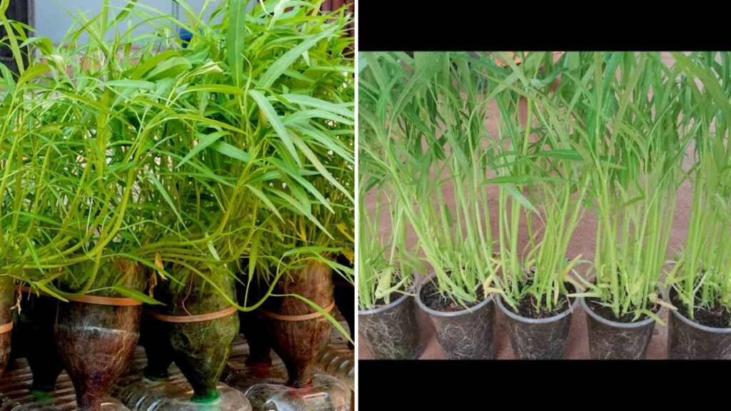 27-Day Kangkong Miracle: The Fastest, Easiest Way to Grow Water Spinach at Home