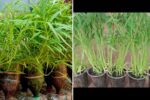 27-Day Kangkong Miracle: The Fastest, Easiest Way to Grow Water Spinach at Home