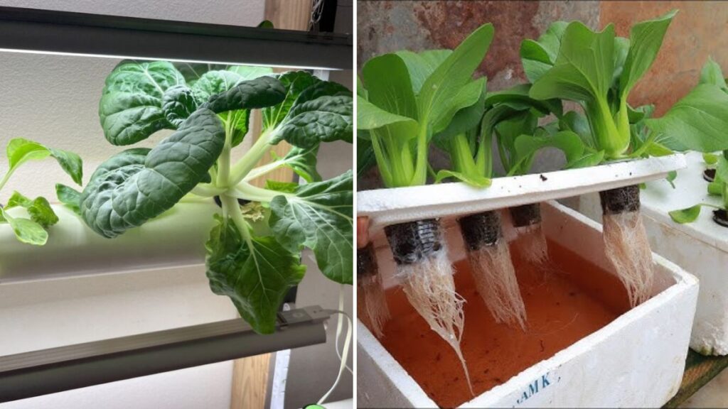 Lightning-Speed Harvest: How to Grow Choy Sum FAST in a Vertical PVC Pipe (Your 30-Day Miracle Guide!)