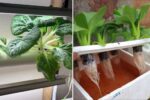 Lightning-Speed Harvest: How to Grow Choy Sum FAST in a Vertical PVC Pipe (Your 30-Day Miracle Guide!)