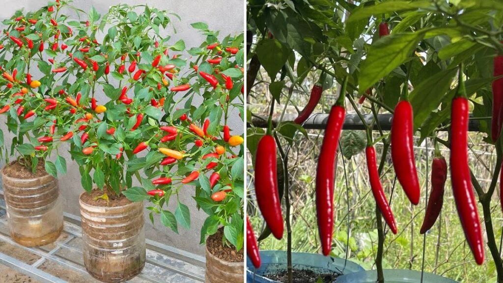 SkyGarden Chili Hack: How to Grow Spicy, High-Yield Chili Peppers in Hanging Bottles — The Ultimate Space-Saving Garden Idea!