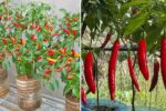 SkyGarden Chili Hack: How to Grow Spicy, High-Yield Chili Peppers in Hanging Bottles — The Ultimate Space-Saving Garden Idea!
