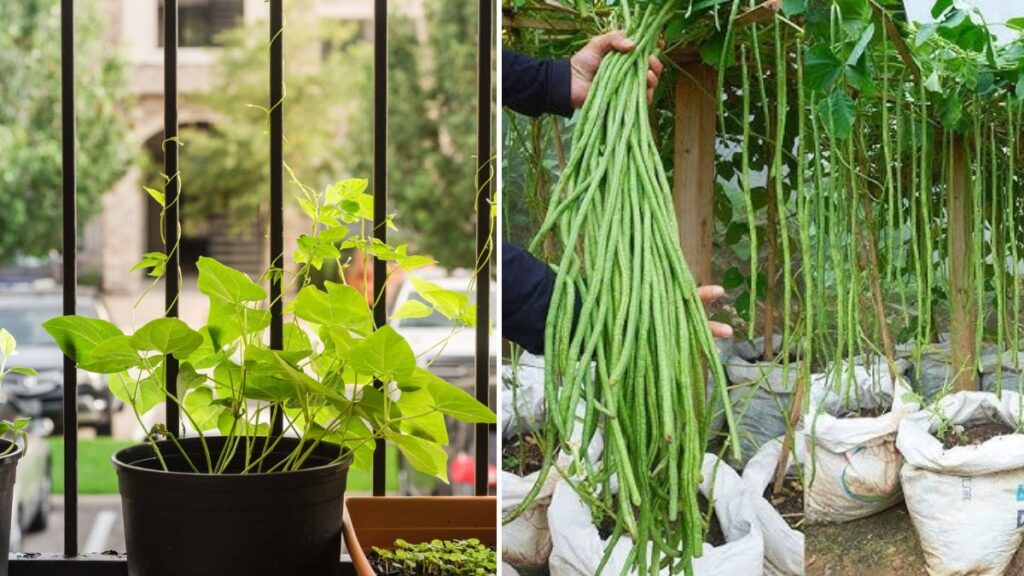 Bucket to Bounty: The Ultimate Easy High-Yield Guide to Growing Long Beans in Containers!
