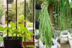 Bucket to Bounty: The Ultimate Easy High-Yield Guide to Growing Long Beans in Containers!